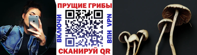 Галлюциногенные грибы MAGIC MUSHROOMS  где можно купить   Кедровый 